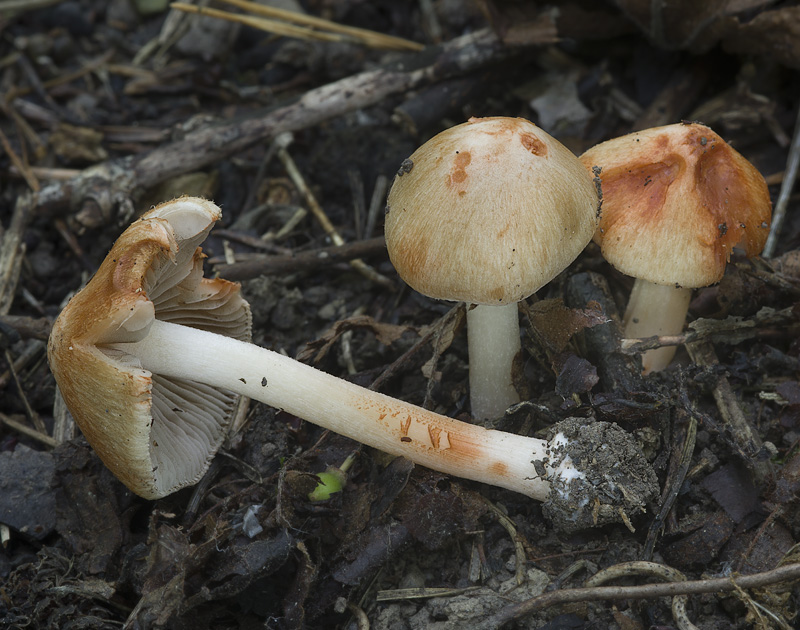 Inocybe godeyi